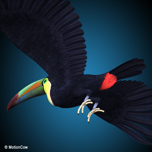 3d flying toucan - Toucan B ( Flying ) by MotionCow